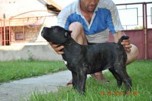 VAND PUI CANE CORSO CU PEDIGREE