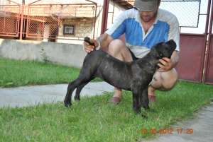 VAND PUI CANE CORSO CU PEDIGREE