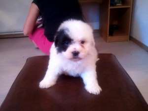 PUI BICHON HAVANESE (TOY)-110 E