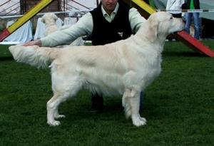 GOLDEN RETRIEVER