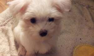 Bichon Maltez fetita 2,  5 luni