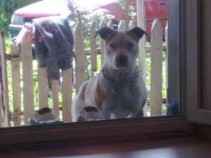 ofer pentru imperechiere american amstaff