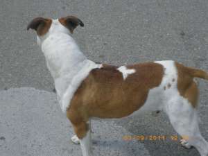 ofer pentru imperechiere american amstaff