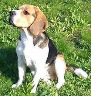 caut femela beagle pentru imperechere