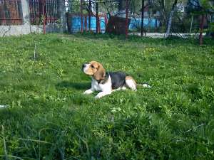 caut femela beagle pentru imperechere