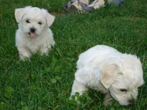 BICHON MALTESE