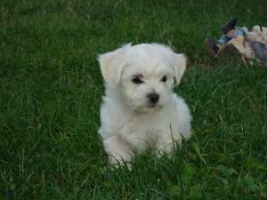 BICHON MALTESE
