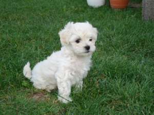 BICHON MALTESE