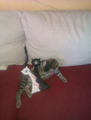 Donez motan pui 4 luni,  Charly