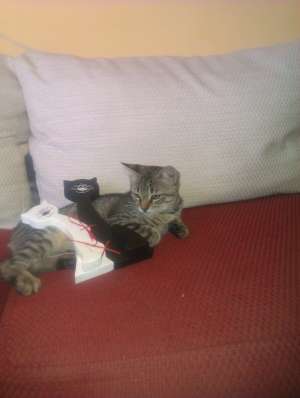 Donez motan pui 4 luni,  Charly