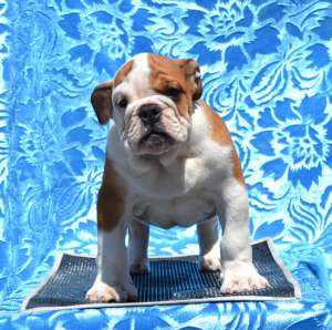 BULLDOG ENGLEZ Male English Bulldog for sale in Hungary