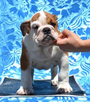 BULLDOG ENGLEZ Male English Bulldog for sale in Hungary