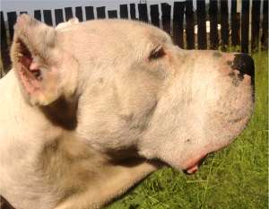 Mascul Dog Argentinian disponibil pentru monta