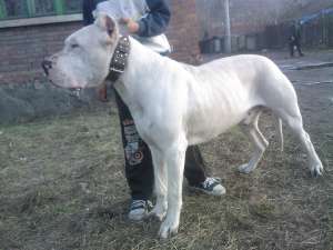 Mascul Dog Argentinian disponibil pentru monta