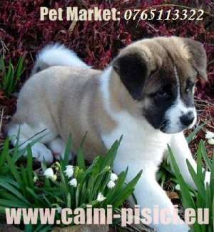 Akita Inu de vanzare