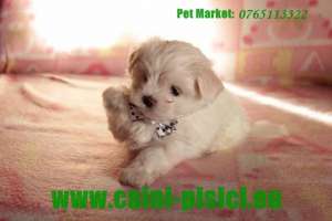 Bichon Maltese de vanzare