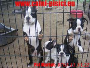 Bulldog francez de vanzare