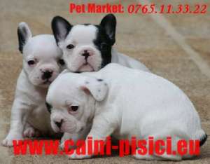 Bulldog francez de vanzare
