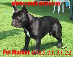 Bulldog francez de vanzare