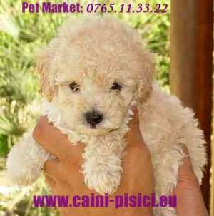 Caniche de vanzare