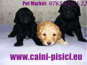 Caniche de vanzare