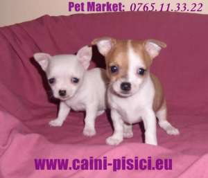 Chihuahua de vanzare