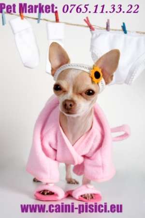 Chihuahua de vanzare