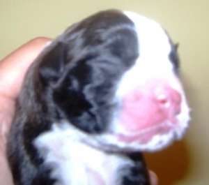 Vand pui Boxer