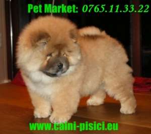 Chow Chow de vanzare