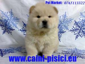 Chow Chow de vanzare