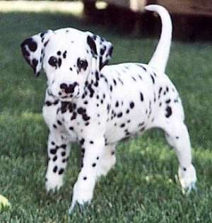 Dalmatian de vanzare