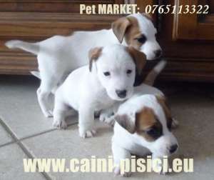 Jack Russel Terrier de vanzare