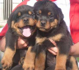 Rottweiler de vanzare
