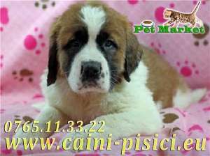 Saint Bernard de vanzare