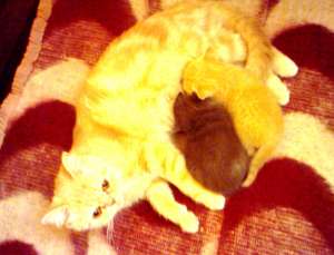 vind pui british shorthair