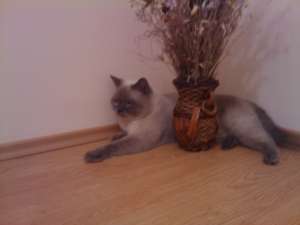 vind pui british shorthair