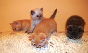 vind pui british shorthair