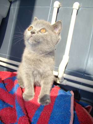 Vand British Shorthair superb !