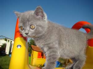Vand British Shorthair superb !