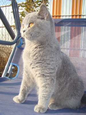 Vand British Shorthair superb !