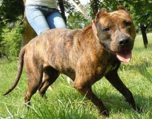 VAND AMSTAFF RASA PURA