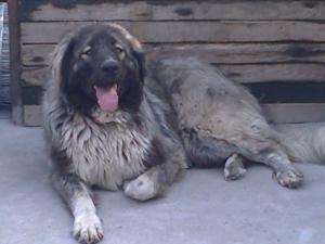 ciobanesc caucazian