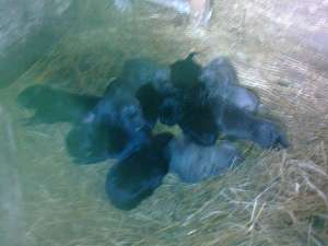 pui rasa cane corso