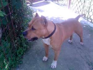 OFER SPRE MONTA UN MASCUL DEOSEBIT DE  AMSTAFF