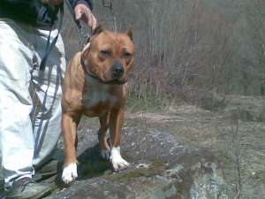 OFER SPRE MONTA UN MASCUL DEOSEBIT DE  AMSTAFF