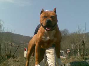 OFER SPRE MONTA UN MASCUL DEOSEBIT DE  AMSTAFF