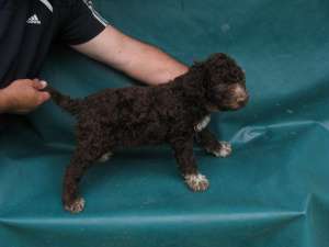 Vand catei Lagotto Romagnolo