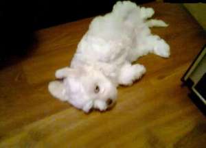 vand bichon bolognese