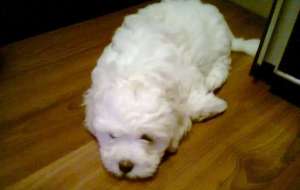 vand bichon bolognese