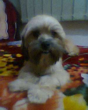 pirdut bicon pchinez